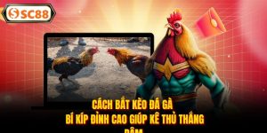 Cách Bắt Kèo Đá Gà - Bí Kíp Đỉnh Cao Giúp Kê Thủ Thắng Đậm
